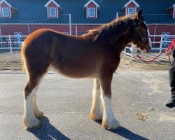 Pferd Belleau W.S. Gwen (Clydesdale, 2019, von Alamar Theodore)