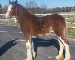 Pferd Belleau W.S. Moxie (Clydesdale, 2018, von Alamar Theodore)