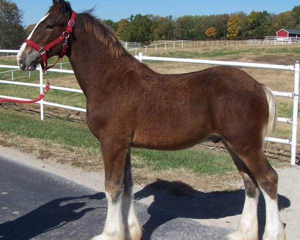 Pferd Belleau W.S. Toby (Clydesdale, 2018, von Alamar Theodore)