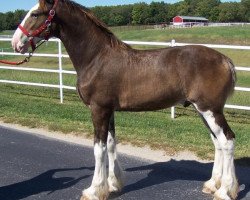 horse Belleau W.S. Justin (Clydesdale, 2018, from Alamar Theodore)