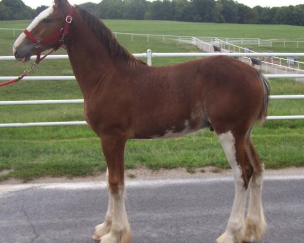 horse Belleau W.S. Yadi (Clydesdale, 2018, from Alamar Theodore)