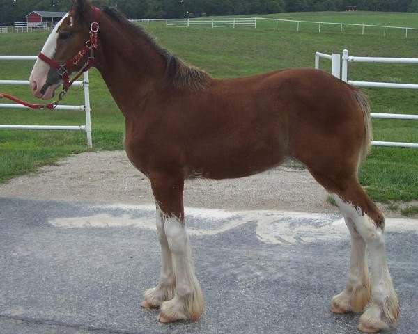 Pferd Belleau W.S. Jules's Bambi (Clydesdale, 2018, von Alamar Theodore)