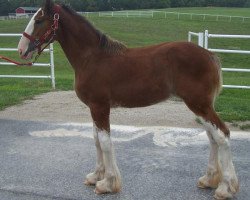 horse Belleau W.S. Jules's Bambi (Clydesdale, 2018, from Alamar Theodore)