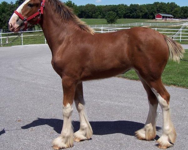 broodmare Belleau W.S. Krissy (Clydesdale, 2014, from Millisle Dominator)