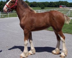 Zuchtstute Belleau W.S. Krissy (Clydesdale, 2014, von Millisle Dominator)