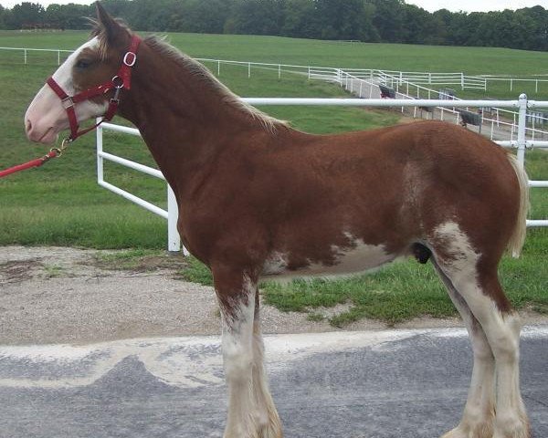 Pferd Belleau W.S. Krissy's Kyle (Clydesdale, 2018, von Alamar Theodore)