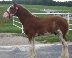 horse Belleau W.S. Krissy's Kyle (Clydesdale, 2018, from Alamar Theodore)