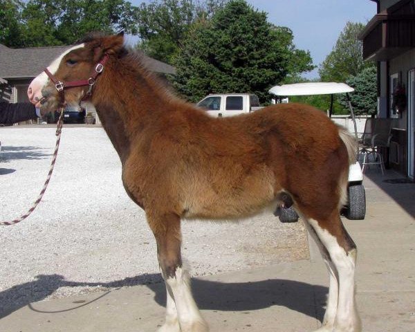 stallion Alamar Theodore (Clydesdale, 2014, from Century Lane Majestic)