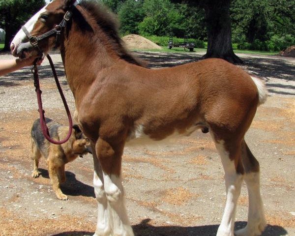 horse Alamar HR Ricky (Clydesdale, 2016, from Hatfield Remington)