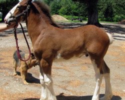 horse Alamar HR Ricky (Clydesdale, 2016, from Hatfield Remington)