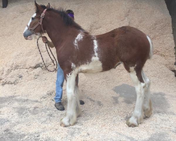 horse Alamar HR Nyla (Clydesdale, 2019, from Hatfield Remington)