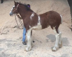 Pferd Alamar HR Nyla (Clydesdale, 2019, von Hatfield Remington)