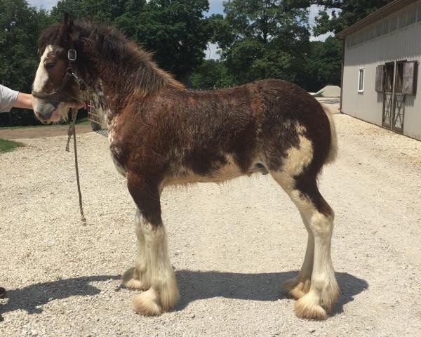 horse Alamar HR Kellen (Clydesdale, 2019, from Hatfield Remington)