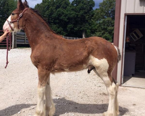 Pferd Alamar H.R. Hutch (Clydesdale, 2017, von Hatfield Remington)