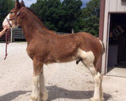 horse Alamar H.R. Hutch (Clydesdale, 2017, from Hatfield Remington)