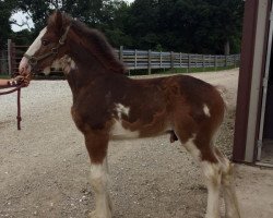 horse Alamar H.R. Flash (Clydesdale, 2017, from Hatfield Remington)