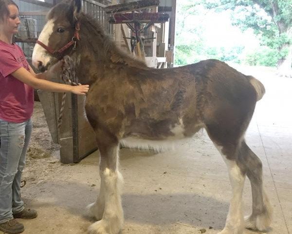 horse Alamar HR Camilla (Clydesdale, 2018, from Hatfield Remington)