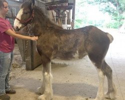 Pferd Alamar HR Camilla (Clydesdale, 2018, von Hatfield Remington)