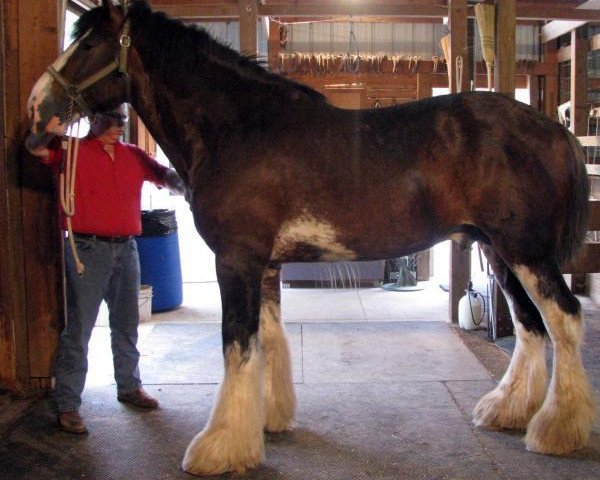 stallion Hatfield Remington (Clydesdale, 2009, from Hatfield Front Runner)