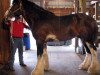 Deckhengst Hatfield Remington (Clydesdale, 2009, von Hatfield Front Runner)