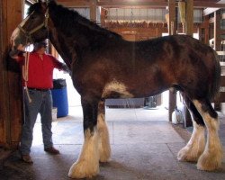 stallion Hatfield Remington (Clydesdale, 2009, from Hatfield Front Runner)