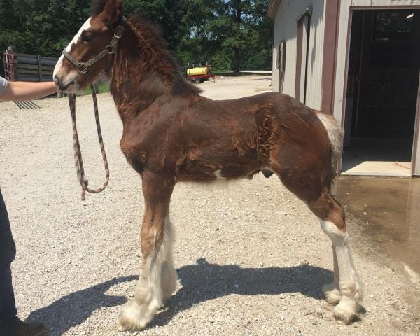 Pferd Alamar HR Bowen (Clydesdale, 2019, von Hatfield Remington)