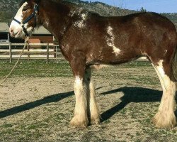 Pferd Accept His Grace (Clydesdale, 2017, von Robyncroft Perfect Son)