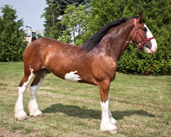 Pferd GSL King of Brock (Clydesdale, 2007, von Plunton Calum Maelogan)