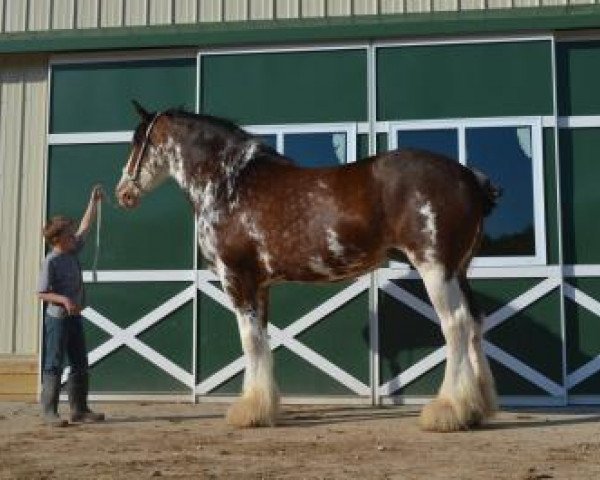 broodmare Maplewood Miss Ginger (Clydesdale, 2003, from Cristal's Moses)