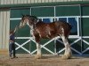 Zuchtstute Maplewood Miss Ginger (Clydesdale, 2003, von Cristal's Moses)