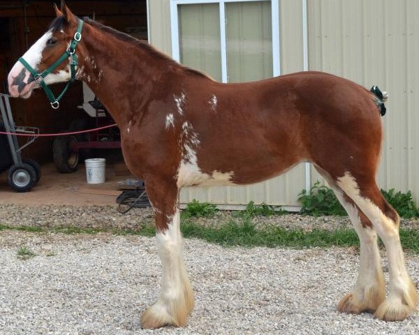 Pferd Gretchen of Shining Meadows (Clydesdale, 2013, von Plunton Calum Maelogan)