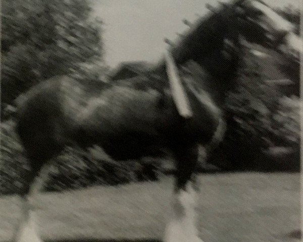 Zuchtstute Orchard Gore Kate (Clydesdale, 1986, von Marksman Castle)