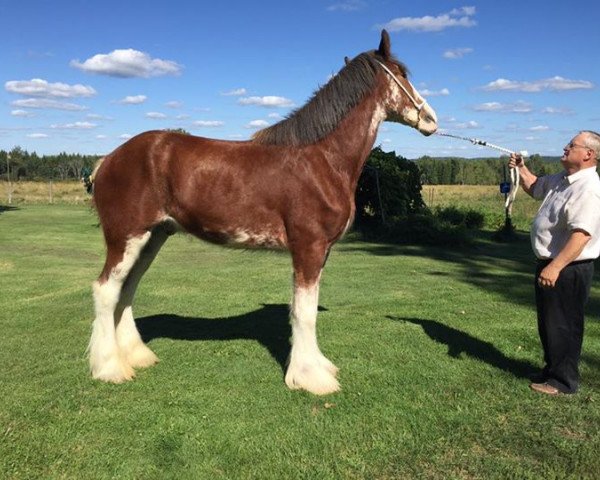 Pferd Grenon Napolèon (Clydesdale, 2014, von O'Villa Poker Face)