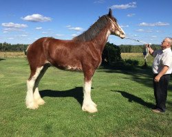 horse Grenon Napolèon (Clydesdale, 2014, from O'Villa Poker Face)