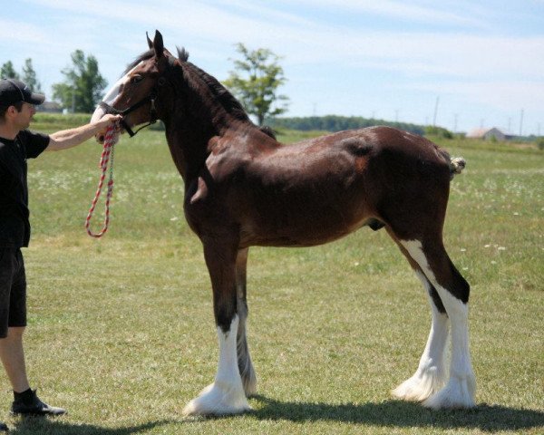 Pferd Gregg's Marvelous Sam (Clydesdale, 2011, von Gregglea H.C. Marvel)