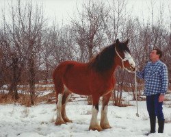 broodmare Hill Topper Peggy's Dream (Clydesdale, 1991, from Greendykes Golden Arrow)