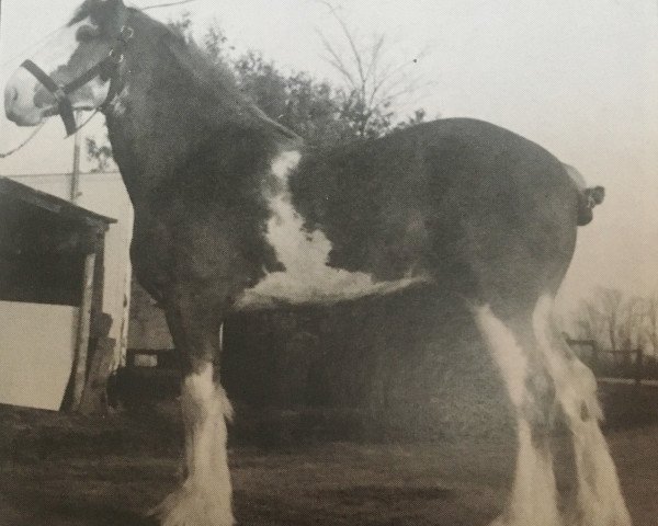 stallion Hill Topper Golden Hiawatha (Clydesdale, 1990, from Greendykes Golden Arrow)