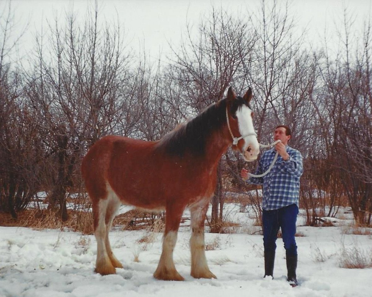 Zuchtstute Hill Topper Paula (Clydesdale, 1990, von Greendykes Golden Arrow)