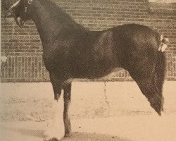 Zuchtstute Hill Topper Nancy (Clydesdale, 1987, von Doura Trademark)