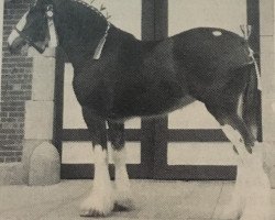 Zuchtstute Hill Topper Jana (Clydesdale, 1987, von Doura Trademark)