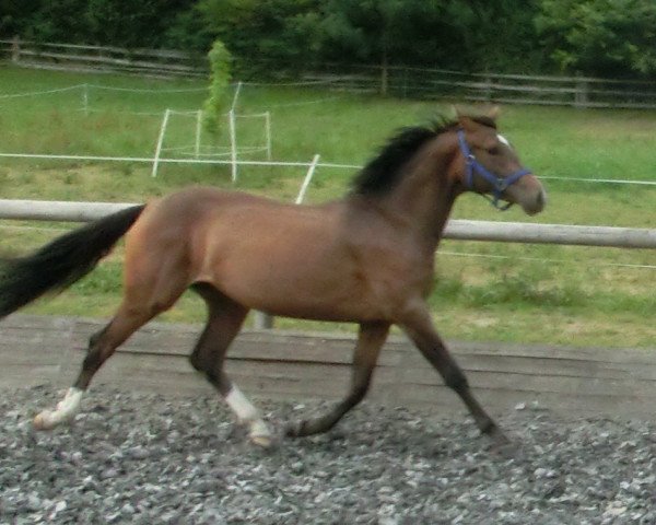 dressage horse Donnernacht (German Riding Pony, 2011, from Kelts Pogue)