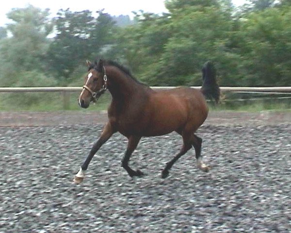 broodmare Cherie de Luxe (German Riding Pony, 2005, from FS Champion de Luxe)