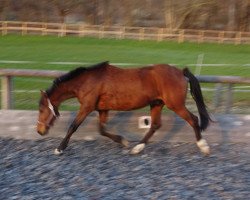 dressage horse Drachenstern (German Riding Pony, 2013, from FS Don't Worry)