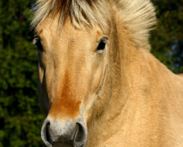 horse Skalleblakken (Fjord Horse, 2009, from Stedjeblakken)