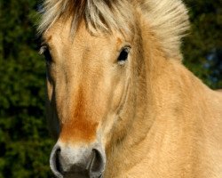 horse Skalleblakken (Fjord Horse, 2009, from Stedjeblakken)