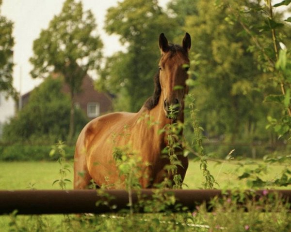 horse Gentleman (Westphalian, 2010, from Giradelli)