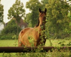 horse Gentleman (Westphalian, 2010, from Giradelli)