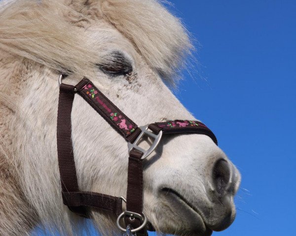 Pferd Rocky (Shetland Pony, 2006, von Karat vom Kellerberg)