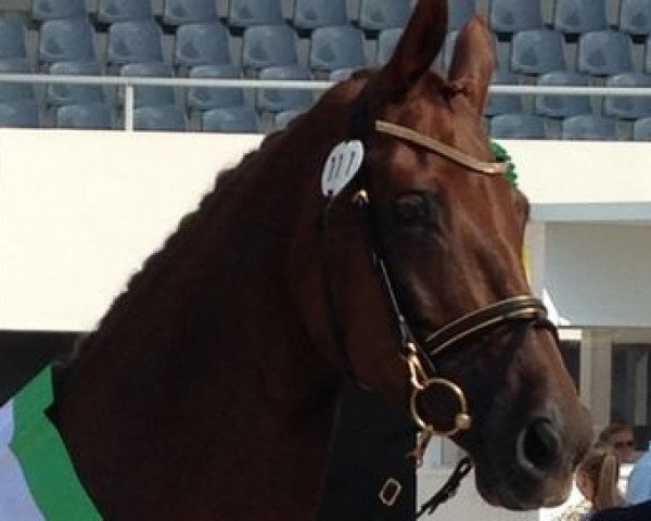 broodmare Leena (Hanoverian, 2005, from Londonderry)