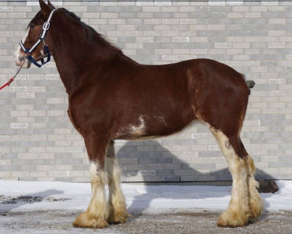 Zuchtstute Gregg's Majestic Stella (Clydesdale, 2011, von Century Lane Majestic)